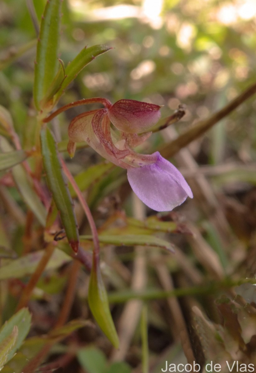 Impatiens oppositifolia L.